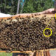 Hive Inspection One